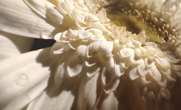 couture gown 3d floral appliqué