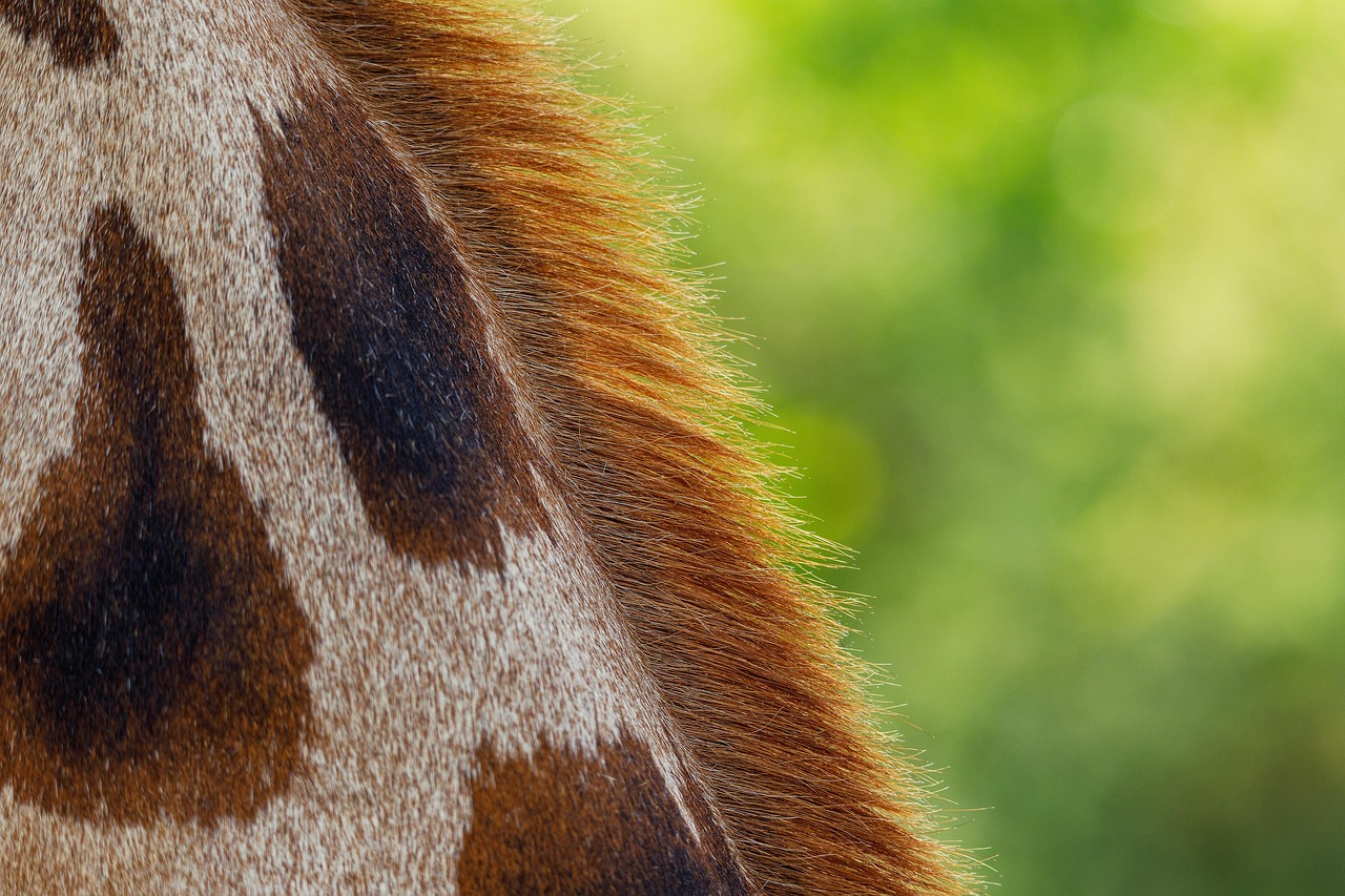 Faux shearling coat texture detail Faux shearling coat texture detail