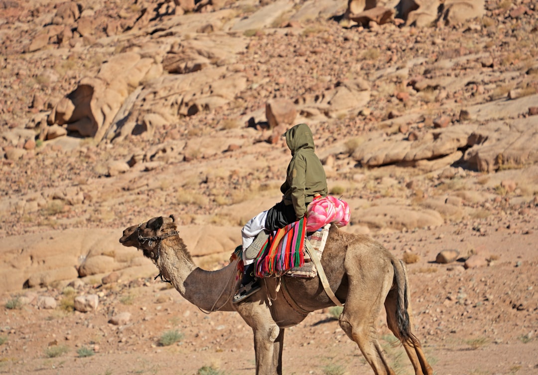 Woman wearing a tailored camel wool coat