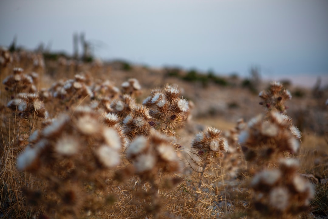 Organic cotton field with blue sky